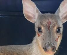 Veado-catingueira encontrado ferido em Irati é solto pelo IAT após tratamento