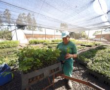 Frio e geadas exigem atenção no plantio de mudas, alerta Instituto Água e Terra