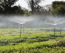 Frio e geadas exigem atenção no plantio de mudas, alerta Instituto Água e Terra