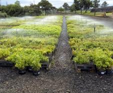 Frio e geadas exigem atenção no plantio de mudas, alerta Instituto Água e Terra