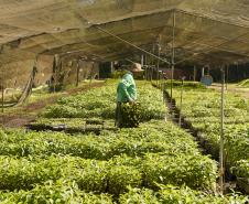 Frio e geadas exigem atenção no plantio de mudas, alerta Instituto Água e Terra