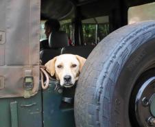 Dia Nacional da Imunização Animal: campanha estaudal leva prevenção e bem-estar aos pets