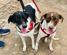 CastraPet Paraná atinge marca de 150 mil animais esterilizados em 392 municípios