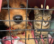 CastraPet Paraná atinge marca de 150 mil animais esterilizados em 392 municípios