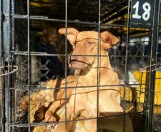 CastraPet Paraná atinge marca de 150 mil animais esterilizados em 392 municípios