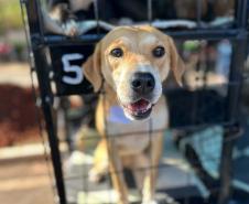 CastraPet Paraná atinge marca de 150 mil animais esterilizados em 392 municípios