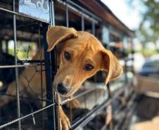CastraPet Paraná atinge marca de 150 mil animais esterilizados em 392 municípios