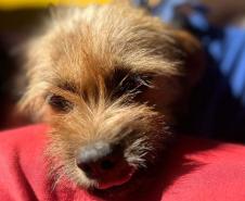 CastraPet Paraná atinge marca de 150 mil animais esterilizados em 392 municípios