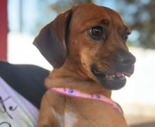 CastraPet Paraná atinge marca de 150 mil animais esterilizados em 392 municípios