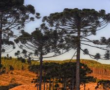 Paraná planta o futuro: distribuição de 668 mil mudas de Araucária reforçam símbolo do Estado