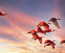 Cores da Natureza do Paraná: Sedest lança livro fotográfico da biodiversidade do Estado