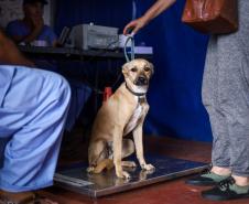 CastraPet Paraná vai passar por 37 municípios e beneficiar 6 mil animais em junho