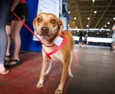 CastraPet Paraná vai passar por 37 municípios e beneficiar 6 mil animais em junho