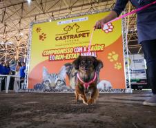 CastraPet Paraná vai passar por 37 municípios e beneficiar 6 mil animais em junho