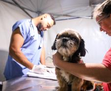 3,3 mil animais de 21 municípios serão atendidos pelo CastraPet em julho; confira a agenda