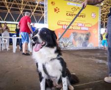 3,3 mil animais de 21 municípios serão atendidos pelo CastraPet em julho; confira a agenda