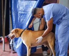3,3 mil animais de 21 municípios serão atendidos pelo CastraPet em julho; confira a agenda