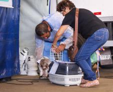 3,3 mil animais de 21 municípios serão atendidos pelo CastraPet em julho; confira a agenda