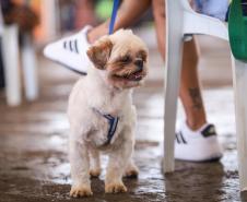 3,3 mil animais de 21 municípios serão atendidos pelo CastraPet em julho; confira a agenda
