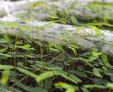 Em expansão, Projeto Arboreto amplia rede de conservação da flora nativa do Paraná