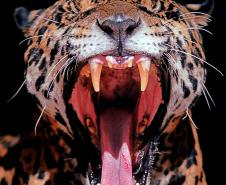 Cores da Natureza do Paraná: Sedest lança livro fotográfico da biodiversidade do Estado