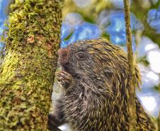Cores da Natureza do Paraná: Sedest lança livro fotográfico da biodiversidade do Estado