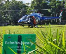 IAT faz a dispersão de 700 mil sementes de palmito-juçara para restaurar a Mata Atlântica
