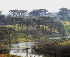 Paraná planta o futuro: distribuição de 668 mil mudas de Araucária reforçam símbolo do Estado