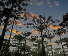 Paraná planta o futuro: distribuição de 668 mil mudas de Araucária reforçam símbolo do Estado