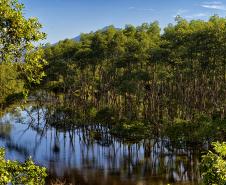 Do mangue ao sítio arqueológico: parques estaduais são abrigos da natureza paranaense
