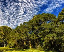 Do mangue ao sítio arqueológico: parques estaduais são abrigos da natureza paranaense