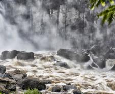 Cores da Natureza do Paraná: Sedest lança livro fotográfico da biodiversidade do Estado