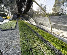 Em expansão, Projeto Arboreto amplia rede de conservação da flora nativa do Paraná
