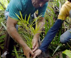Plantio de mudas, trilha sensorial e mutirão agitam a Semana do Meio Ambiente