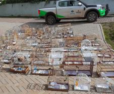 PMPR e IAT apreendem 95 aves e aplicam mais de R$ 400 mil em multas em Guarapuava