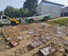 PMPR e IAT apreendem 95 aves e aplicam mais de R$ 400 mil em multas em Guarapuava