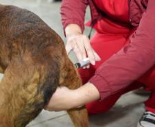 Proteção animal e humana: programa de castração também oferta vacina contra a raiva