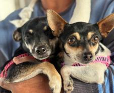 Proteção animal e humana: programa de castração também oferta vacina contra a raiva