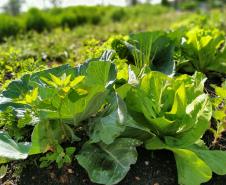 IAT vai investir R$ 39,1 milhões em 13 projetos de agroecologia no Paraná