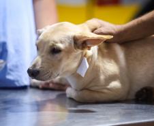 CastraPet beneficiou 15,8 mil animais do Litoral e RMC; confira agenda de novembro