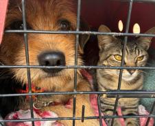 CastraPet beneficiou 15,8 mil animais do Litoral e RMC
