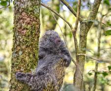 O ouriço é um dos animais silvestres que costuma se movimentar com o aumento gradativo da temperatura a partir da primavera Foto: Denis Ferreira Netto/SEDEST