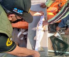 Período de defeso da Piracema começa neste domingo (1º) e vai até 28 de fevereiro no Paraná