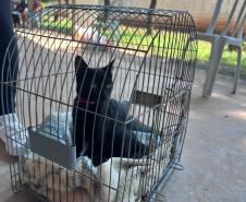 CastraPet beneficiou 15,8 mil animais do Litoral e RMC