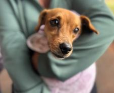 CastraPet beneficiou 15,8 mil animais do Litoral e RMC