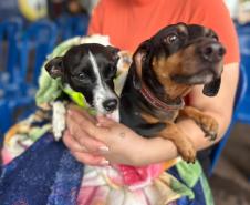 CastraPet beneficiou 15,8 mil animais do Litoral e RMC; confira agenda de novembro