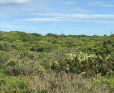 Fazer jardins em área de restinga é crime ambiental
