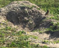Fazer jardins em área de restinga é crime ambiental