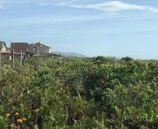 Fazer jardins em área de restinga é crime ambiental