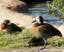 Aves apreendidas em fiscalizações são devolvidas à natureza